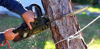 Reliable Sierra View, PA Tree Care Solutions