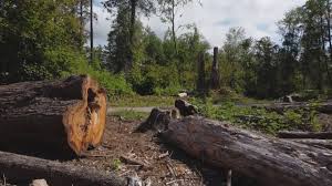 Best Tree Cabling and Bracing  in Sierra View, PA
