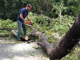 Best Stump Grinding and Removal  in Sierra View, PA