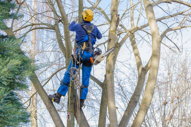 Best Tree Disease Treatment  in Sierra View, PA