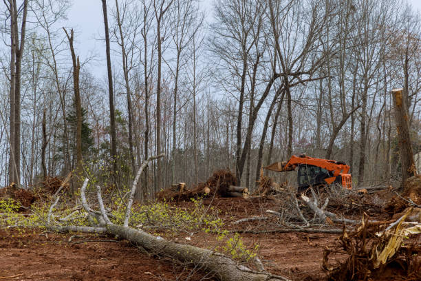 How Our Tree Care Process Works  in  Sierra View, PA