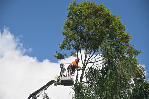 Best Tree Health Inspection  in Sierra View, PA